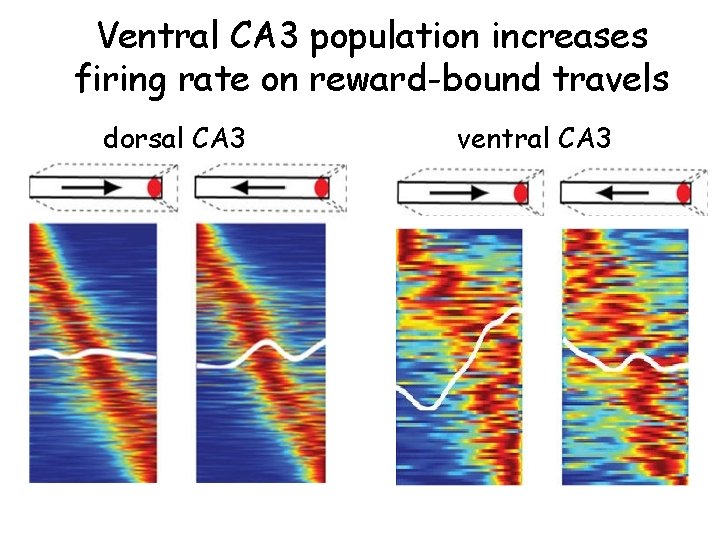 Ventral CA 3 population increases firing rate on reward-bound travels dorsal CA 3 ventral