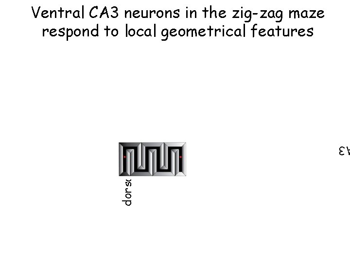 3 dorsal CA 3 Ventral CA 3 neurons in the zig-zag maze respond to