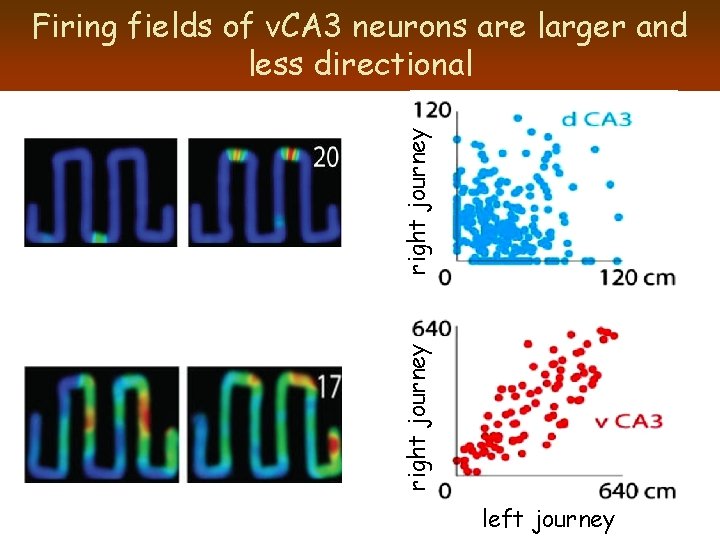 right journey Firing fields of v. CA 3 neurons are larger and less directional