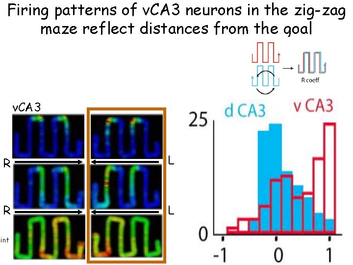 Firing patterns of v. CA 3 neurons in the zig-zag maze reflect distances from