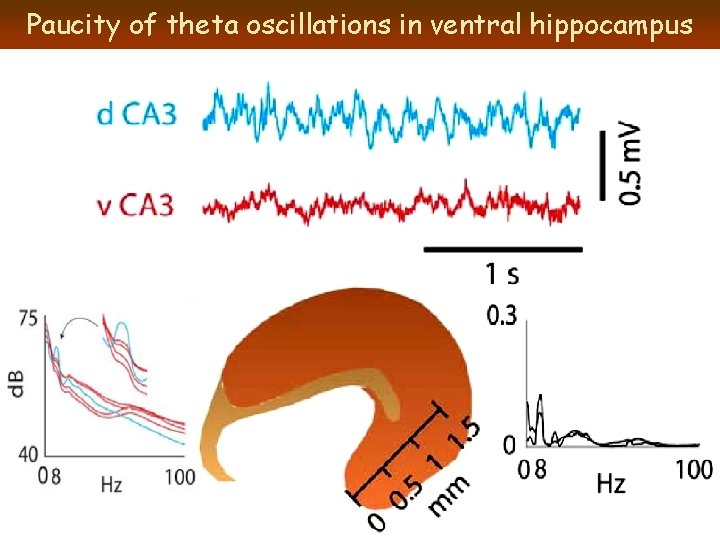 Paucity of theta oscillations in ventral hippocampus 