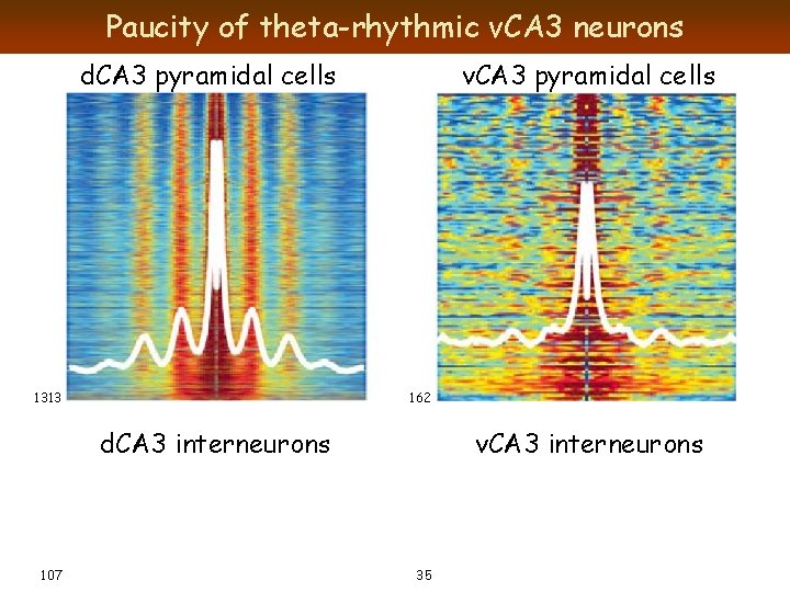 Paucity of theta-rhythmic v. CA 3 neurons d. CA 3 pyramidal cells 1313 v.