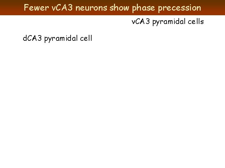 Fewer v. CA 3 neurons show phase precession v. CA 3 pyramidal cells d.