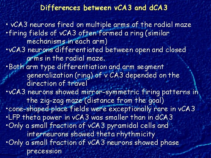 Differences between v. CA 3 and d. CA 3 • v. CA 3 neurons