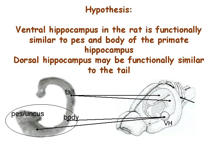 Hypothesis: Ventral hippocampus in the rat is functionally similar to pes and body of