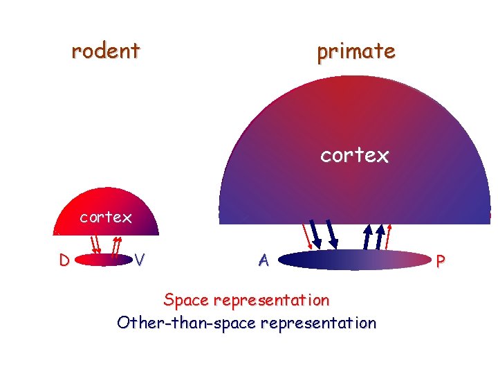 rodent primate cortex D V A Space representation Other-than-space representation P 