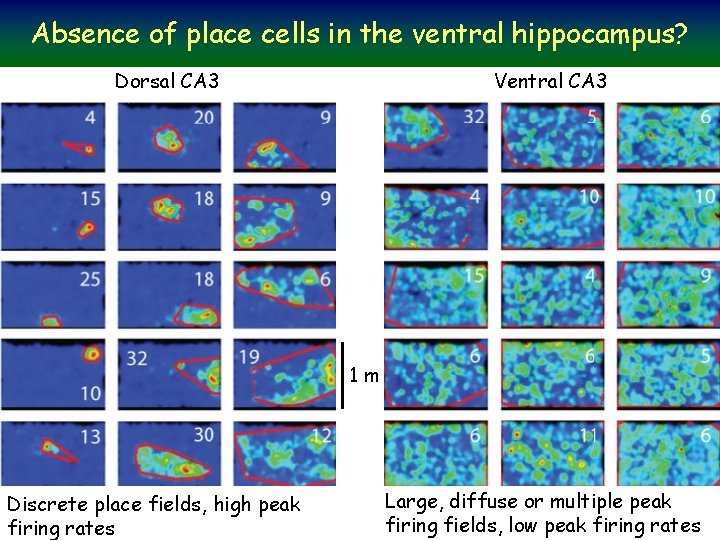 Absence of place cells in the ventral hippocampus? Dorsal CA 3 Ventral CA 3