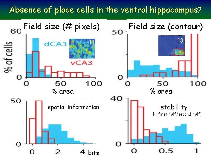 Absence of place cells in the ventral hippocampus? Field size (# pixels) % area