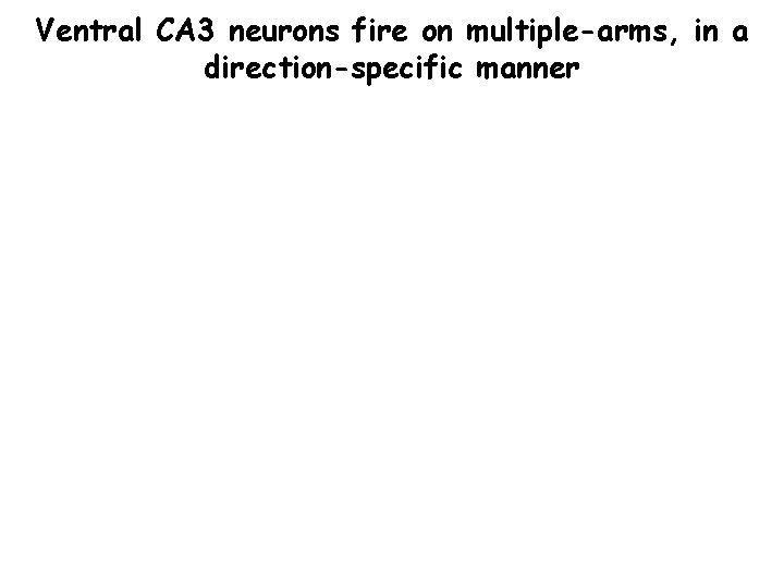 Ventral CA 3 neurons fire on multiple-arms, in a direction-specific manner 