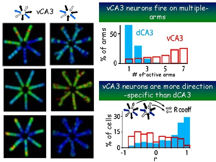 v. CA 3 neurons fire on multiplearms % of arms # of active arms