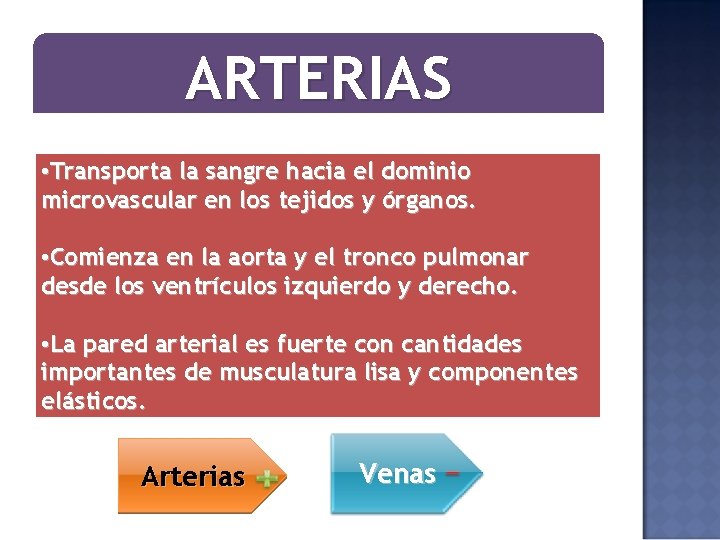 ARTERIAS • Transporta la sangre hacia el dominio microvascular en los tejidos y órganos.