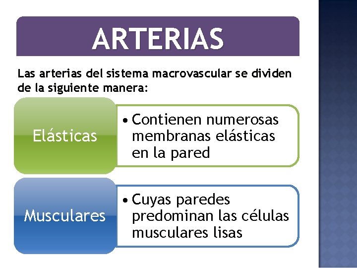 ARTERIAS Las arterias del sistema macrovascular se dividen de la siguiente manera: Elásticas •
