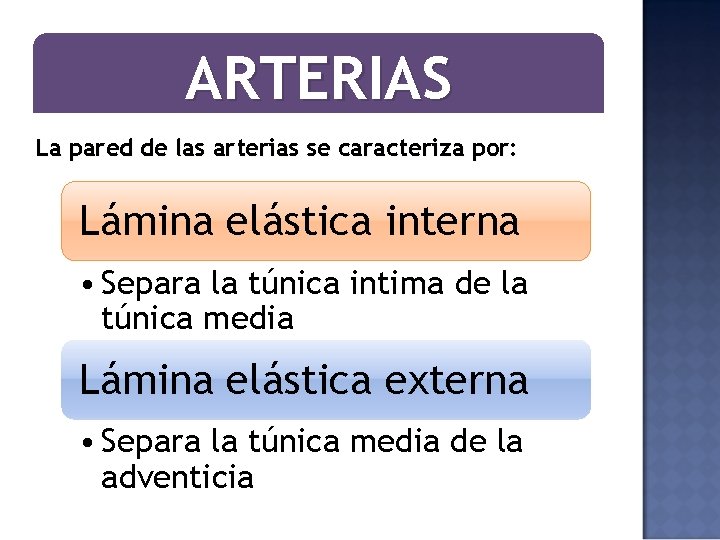ARTERIAS La pared de las arterias se caracteriza por: Lámina elástica interna • Separa