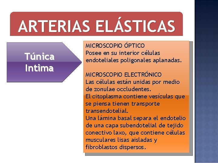 ARTERIAS ELÁSTICAS Túnica Intima MICROSCOPIO ÓPTICO Posee en su interior células endoteliales poligonales aplanadas.