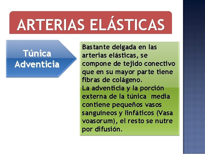 ARTERIAS ELÁSTICAS Túnica Adventicia Bastante delgada en las arterias elásticas, se compone de tejido