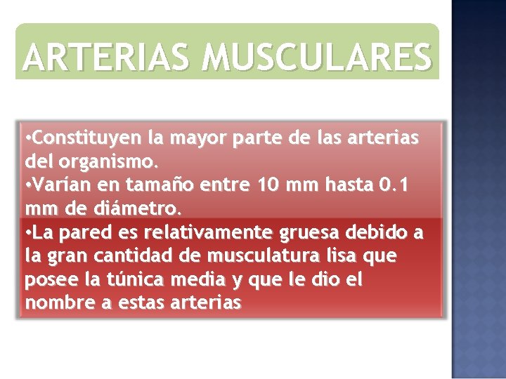 ARTERIAS MUSCULARES • Constituyen la mayor parte de las arterias del organismo. • Varían