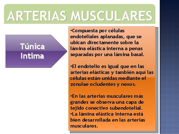 ARTERIAS MUSCULARES Túnica Intima • Compuesta por células endoteliales aplanadas, que se ubican directamente