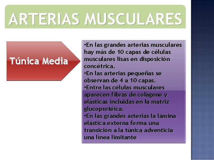 ARTERIAS MUSCULARES Túnica Media • En las grandes arterias musculares hay más de 10