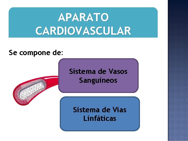 APARATO CARDIOVASCULAR Se compone de: Sistema de Vasos Sanguíneos Sistema de Vías Linfáticas 