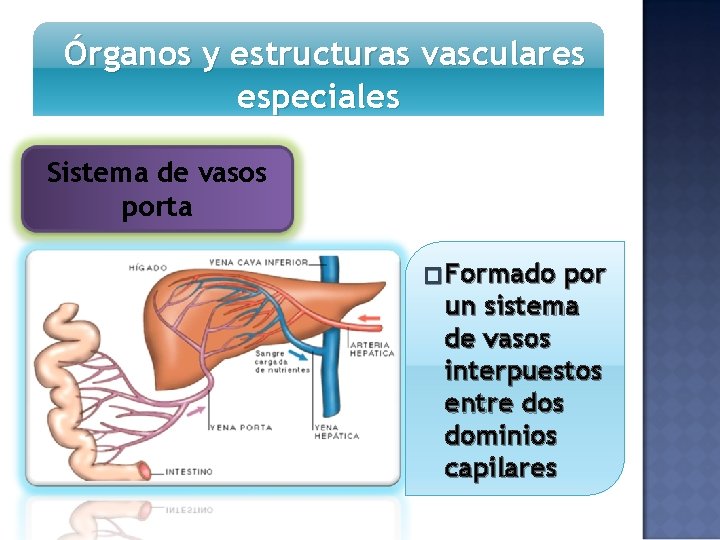 Órganos y estructuras vasculares especiales Sistema de vasos porta � Formado por un sistema