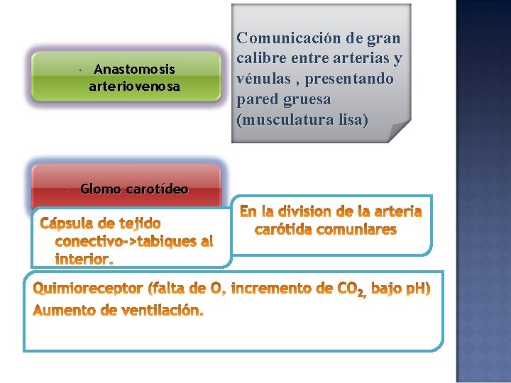  Anastomosis arteriovenosa Glomo carotídeo Comunicación de gran calibre entre arterias y vénulas ,
