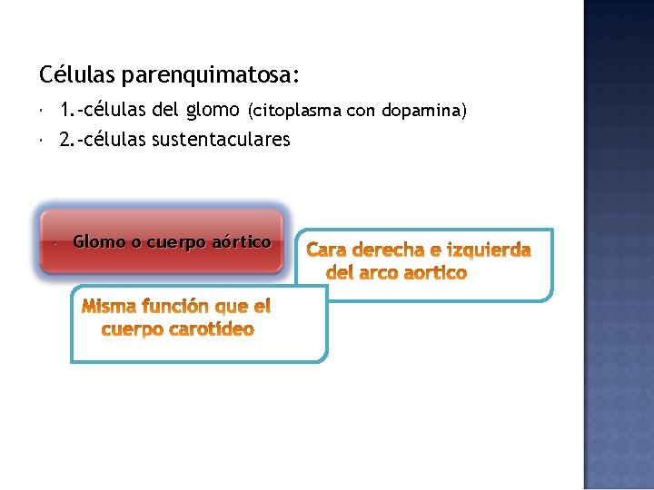 Células parenquimatosa: 1. -células del glomo (citoplasma con dopamina) 2. -células sustentaculares Glomo o