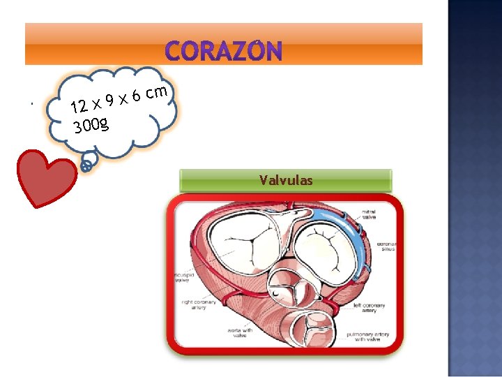  m c 6 x 12 x 9 300 g Valvulas 