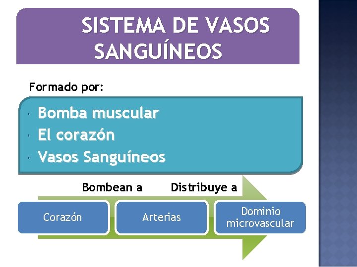 SISTEMA DE VASOS SANGUÍNEOS Formado por: Bomba muscular El corazón Vasos Sanguíneos Bombean a