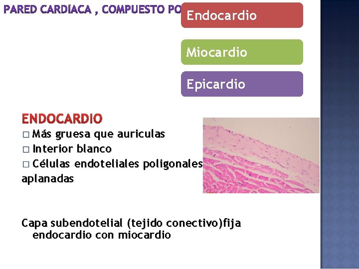 Endocardio Miocardio Epicardio ENDOCARDIO � Más gruesa que auriculas � Interior blanco � Células