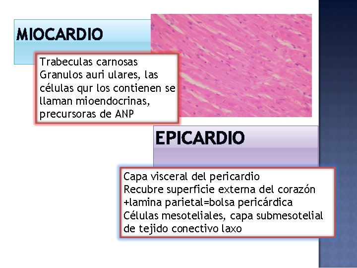 MIOCARDIO Trabeculas carnosas Granulos auri ulares, las células qur los contienen se llaman mioendocrinas,