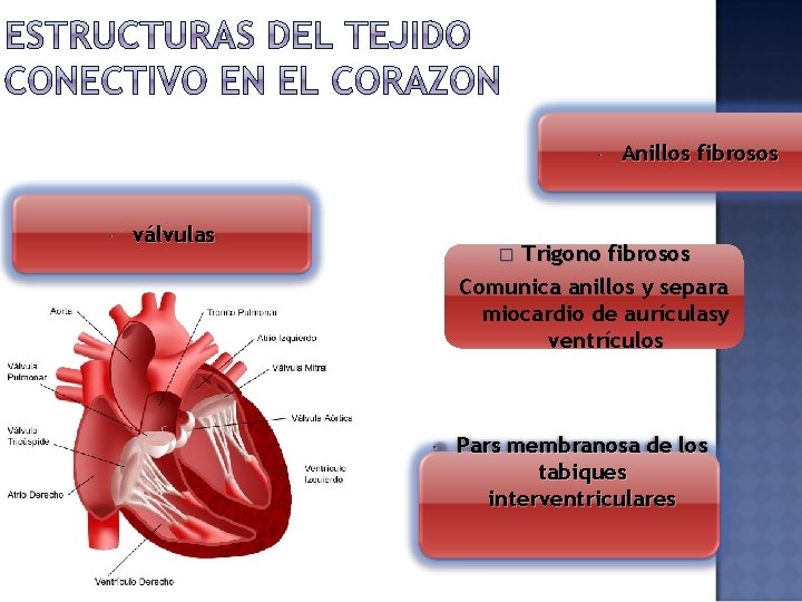  válvulas Anillos fibrosos Trigono fibrosos Comunica anillos y separa miocardio de aurículasy ventrículos