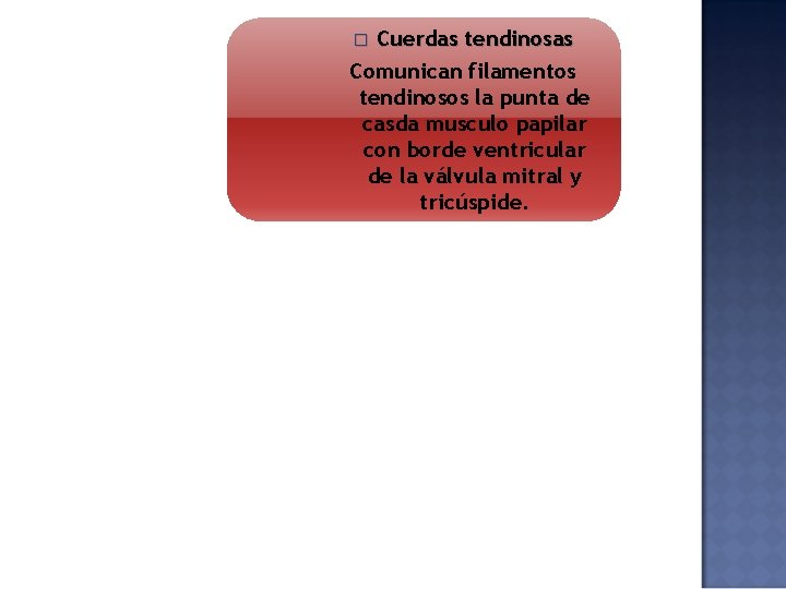 Cuerdas tendinosas Comunican filamentos tendinosos la punta de casda musculo papilar con borde ventricular