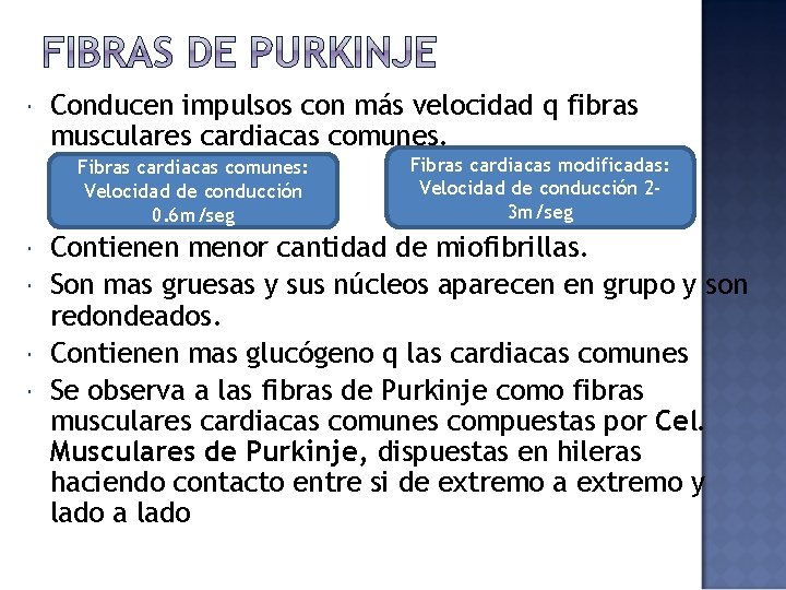  Conducen impulsos con más velocidad q fibras musculares cardiacas comunes. Fibras cardiacas comunes: