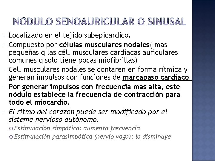  Localizado en el tejido subepicardico. Compuesto por células musculares nodales( mas pequeñas q