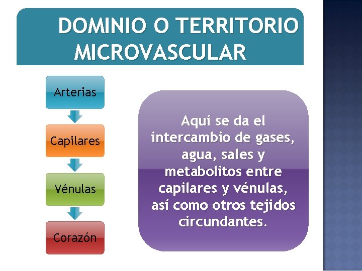 DOMINIO O TERRITORIO MICROVASCULAR Arterias Capilares Vénulas Corazón Aquí se da el intercambio de