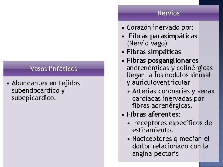 Nervios Vasos linfáticos • Abundantes en tejidos subendocardico y subepicardico. • Corazón inervado por: