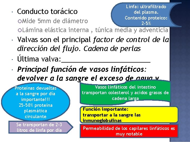  Conducto torácico Mide Linfa: ultrafiltrado del plasma. Contenido proteico: 2 -5% 5 mm