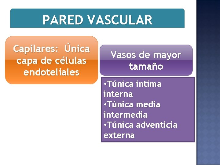 PARED VASCULAR Capilares: Única capa de células endoteliales Vasos de mayor tamaño • Túnica