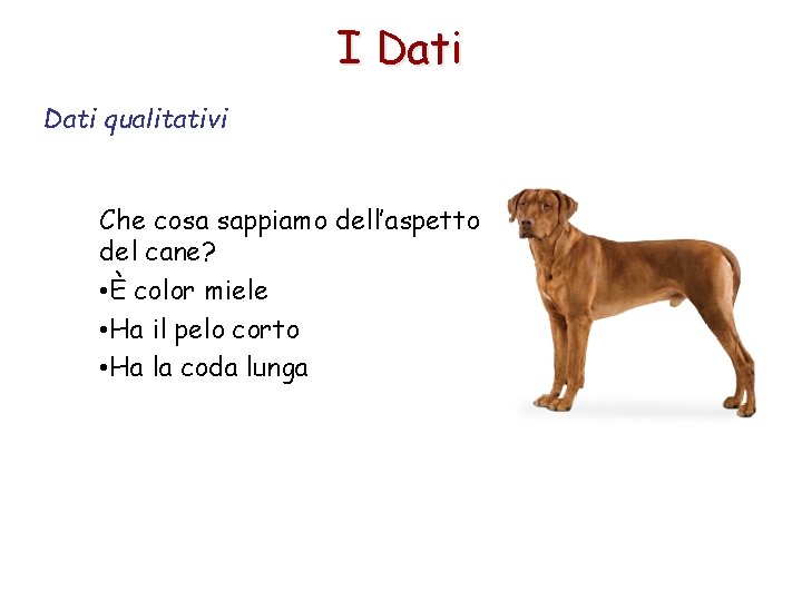 I Dati qualitativi Che cosa sappiamo dell’aspetto del cane? • È color miele •