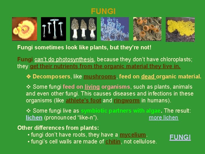 FUNGI Fungi sometimes look like plants, but they’re not! Fungi can’t do photosynthesis, because FUNGI Fungi sometimes look like plants, but they’re not! Fungi can’t do photosynthesis, because