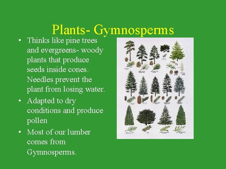 Plants- Gymnosperms • Thinks like pine trees and evergreens- woody plants that produce seeds Plants- Gymnosperms • Thinks like pine trees and evergreens- woody plants that produce seeds