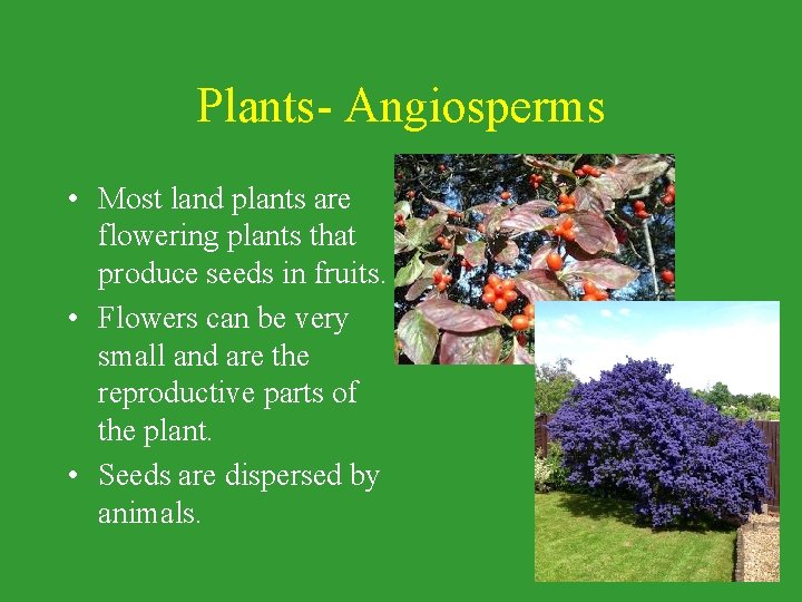 Plants- Angiosperms • Most land plants are flowering plants that produce seeds in fruits. Plants- Angiosperms • Most land plants are flowering plants that produce seeds in fruits.