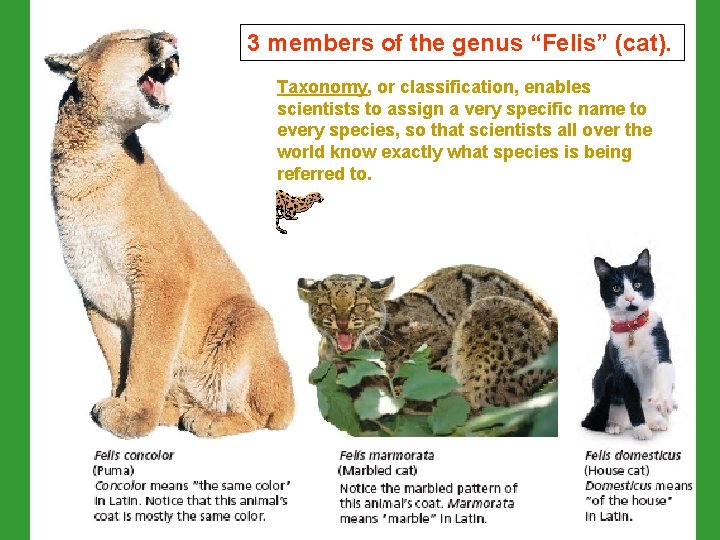 3 members of the genus “Felis” (cat). Taxonomy, or classification, enables scientists to assign 3 members of the genus “Felis” (cat). Taxonomy, or classification, enables scientists to assign