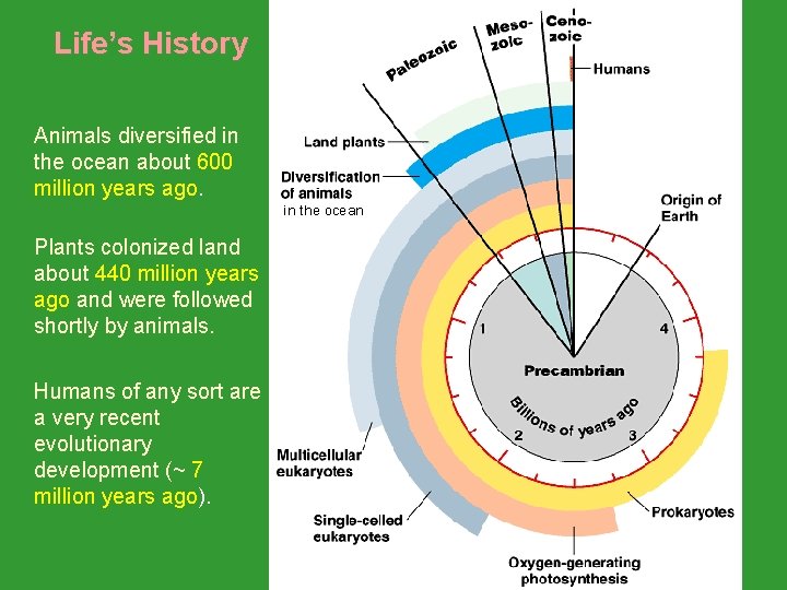 Life’s History Animals diversified in the ocean about 600 million years ago. in the Life’s History Animals diversified in the ocean about 600 million years ago. in the