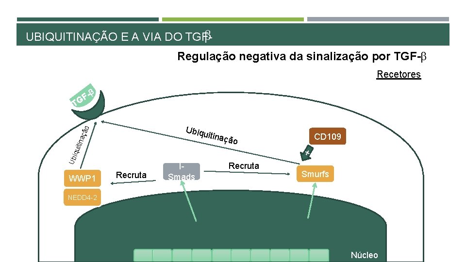 β UBIQUITINAÇÃO E A VIA DO TGFRegulação negativa da sinalização por TGF-β Recetores GF