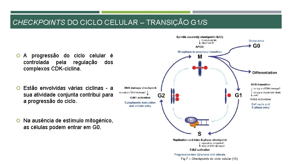 CHECKPOINTS DO CICLO CELULAR – TRANSIÇÃO G 1/S A progressão do ciclo celular é