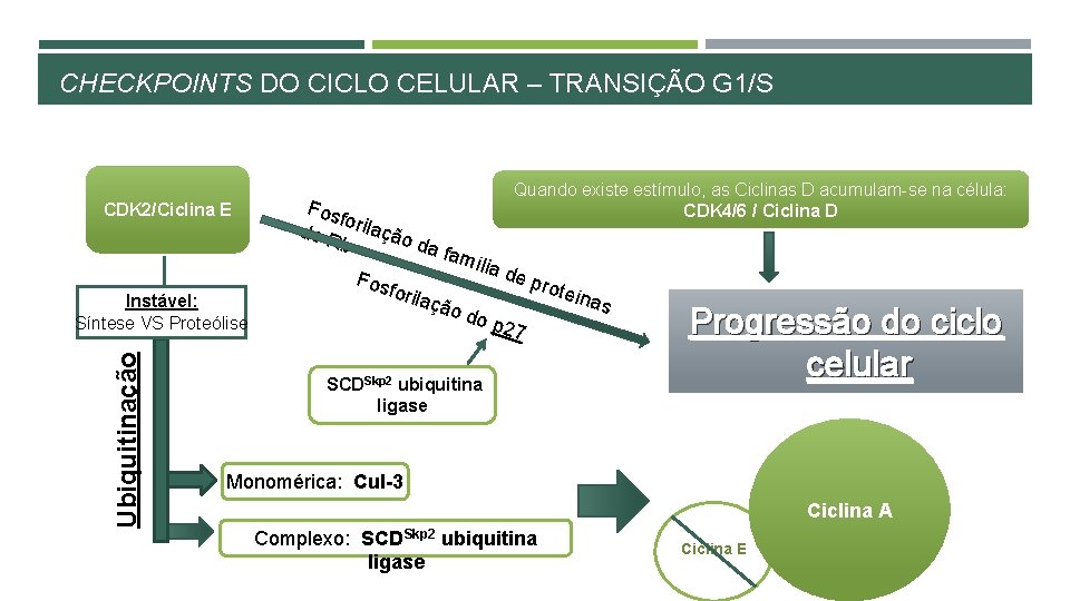 CHECKPOINTS DO CICLO CELULAR – TRANSIÇÃO G 1/S CDK 2/Ciclina E Ubiquitinação Instável: Síntese