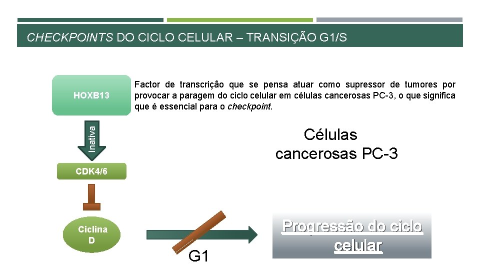 CHECKPOINTS DO CICLO CELULAR – TRANSIÇÃO G 1/S Células cancerosas PC-3 Inativa HOXB 13