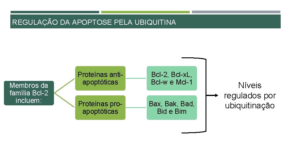 REGULAÇÃO DA APOPTOSE PELA UBIQUITINA Membros da família Bcl-2 incluem: Proteínas antiapoptóticas Bcl-2, Bcl-x.