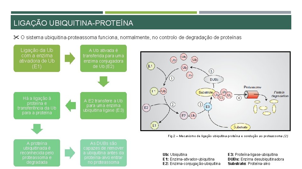 LIGAÇÃO UBIQUITINA-PROTEÍNA " O sistema ubiquitina-proteassoma funciona, normalmente, no controlo de degradação de proteínas